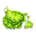 Lettuce