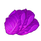 Purple cabbage